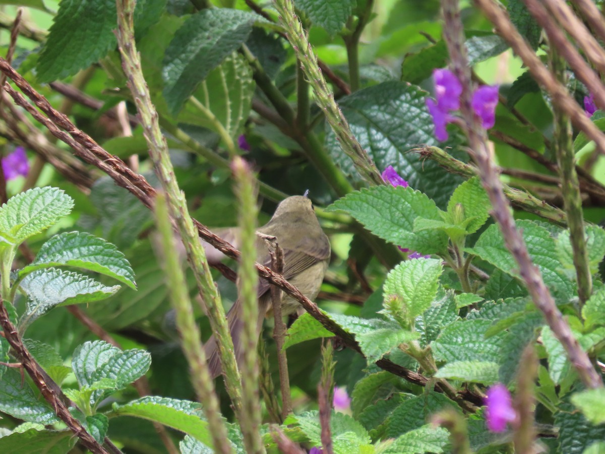 Slaty Flowerpiercer - ML622778286