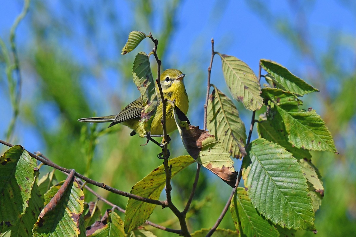 Prairie Warbler - Robin Nation