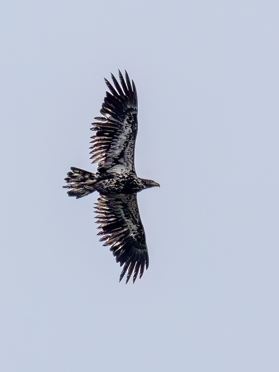 Bald Eagle - ML622778316