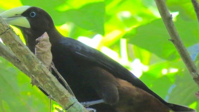 Chestnut-headed Oropendola - Ann Griffin