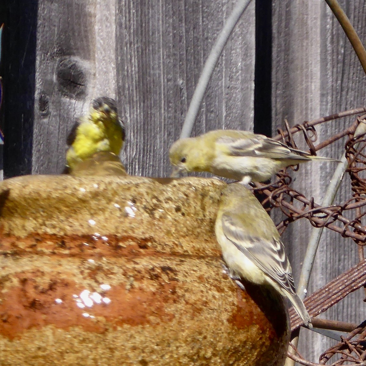 Lesser Goldfinch - Anonymous