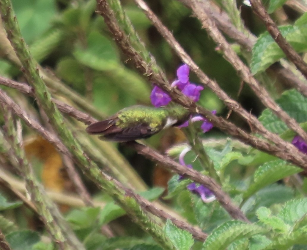 Volcano Hummingbird - Kieran Schnitzspahn