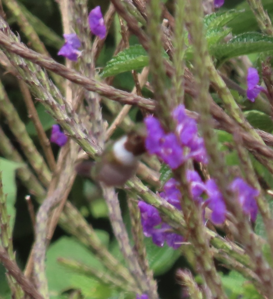 Volcano Hummingbird - ML622778428