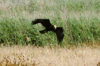 Western Marsh Harrier - Norman Jackson