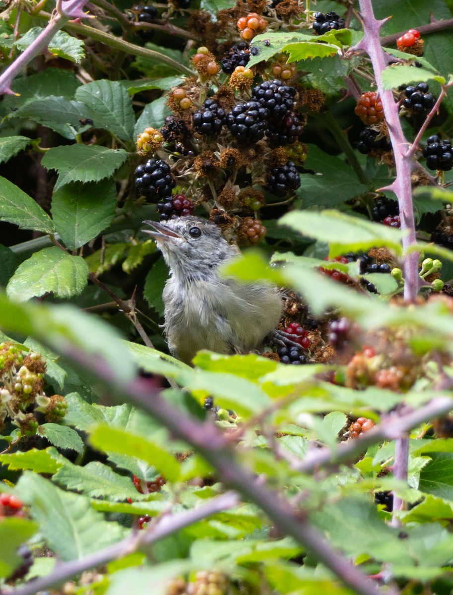 Eurasian Blackcap - ML622778454