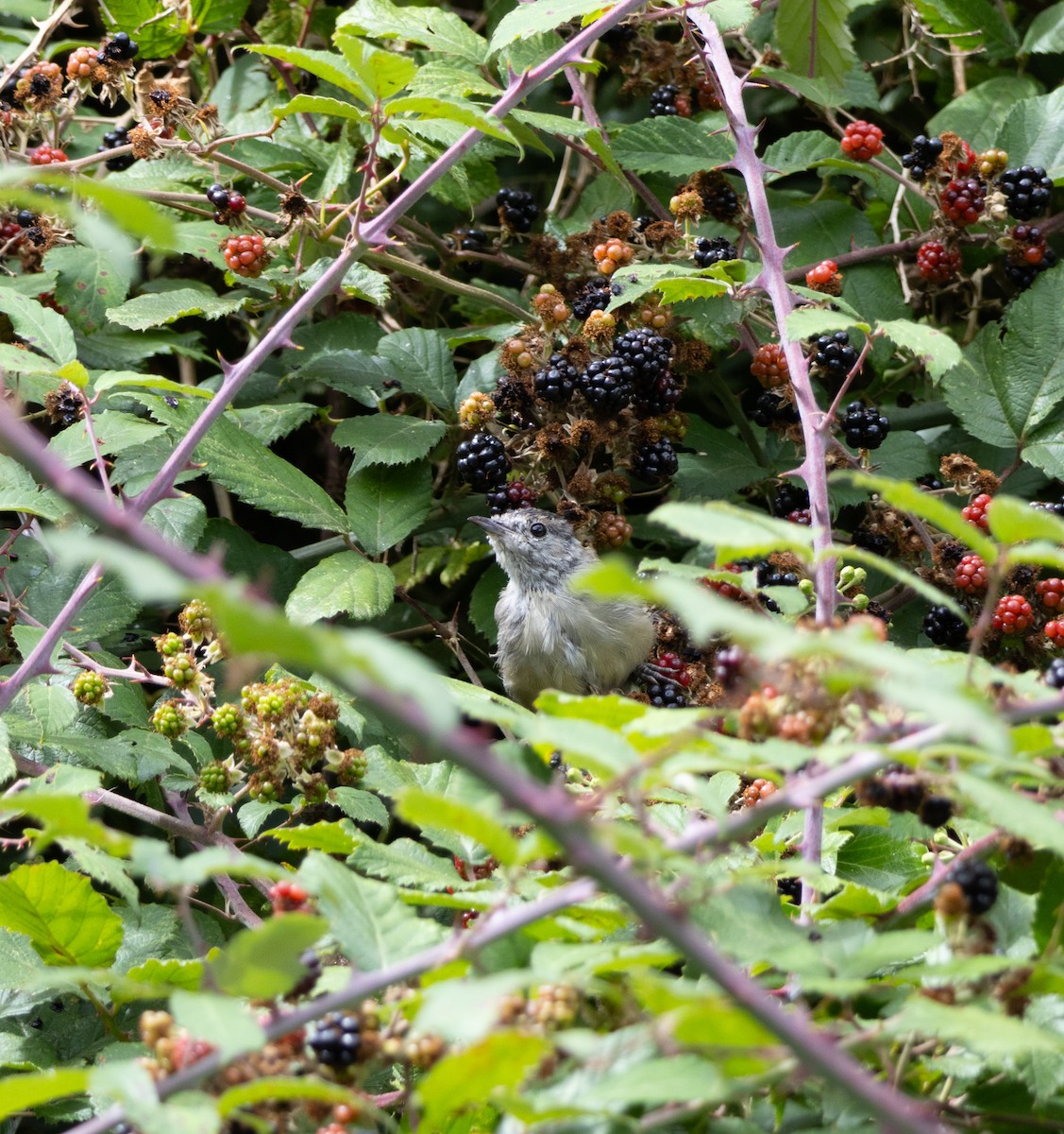 Eurasian Blackcap - ML622778455