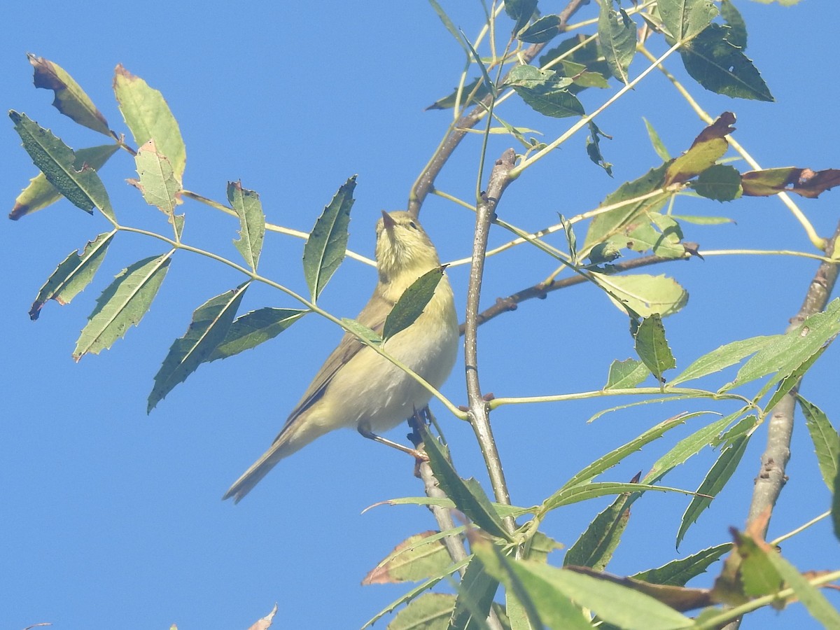 Willow Warbler - ML622778463