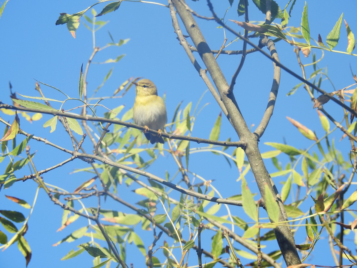 Willow Warbler - ML622778471