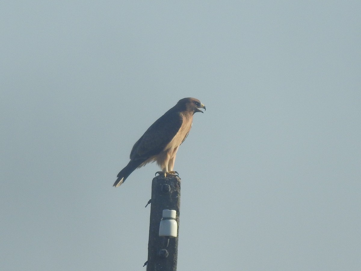 Booted Eagle - Pedro Bravo