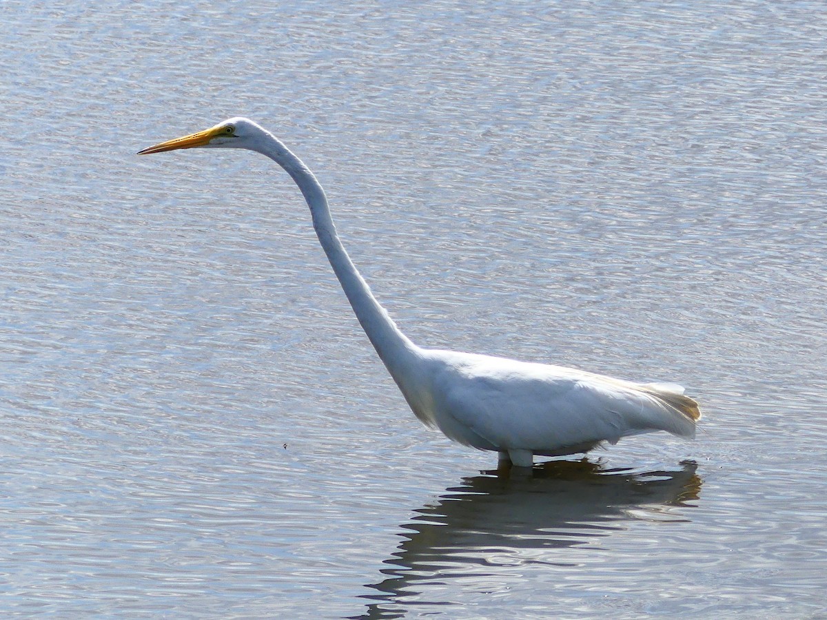 Great Egret - Molly C