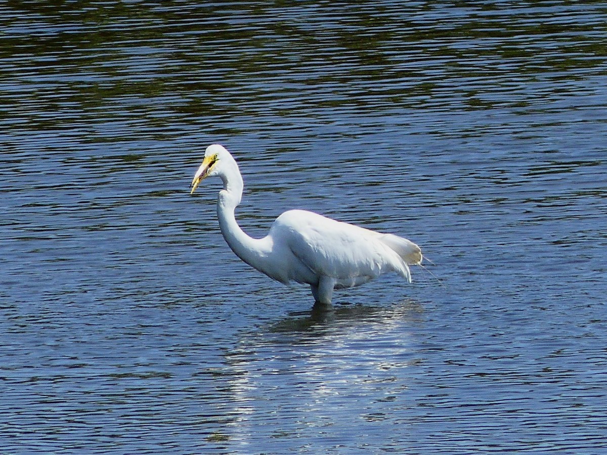 Great Egret - Molly C