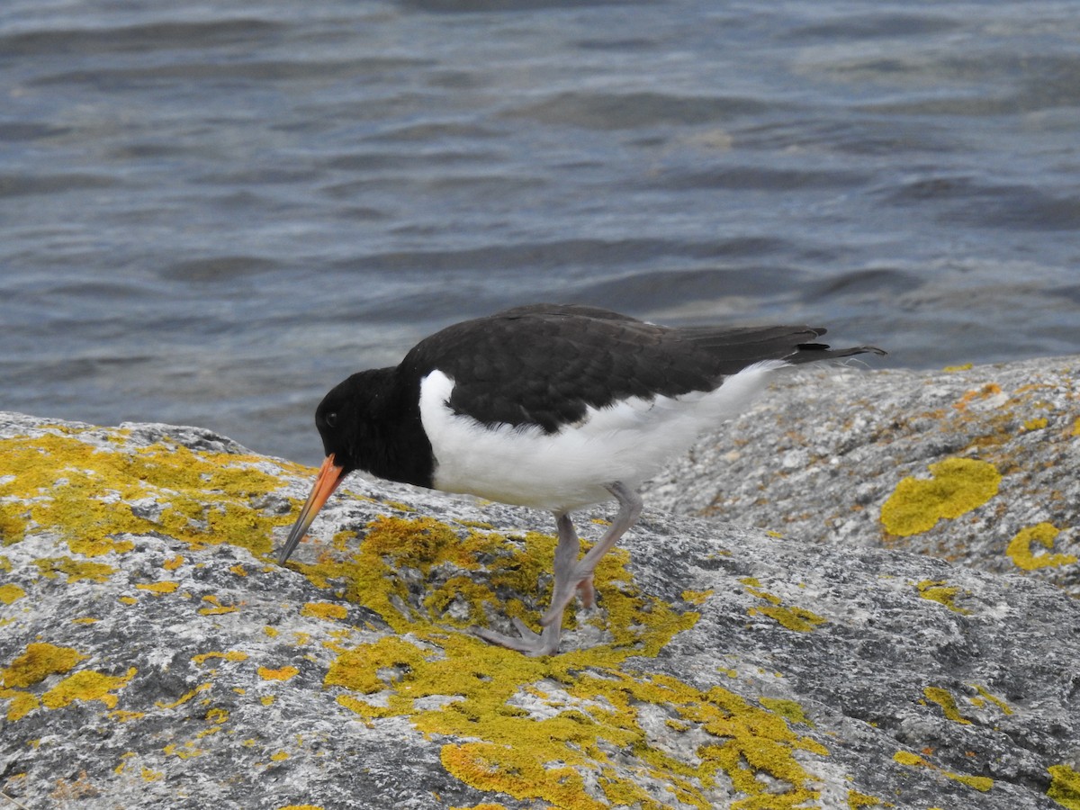 Eurasian Oystercatcher - ML622778525