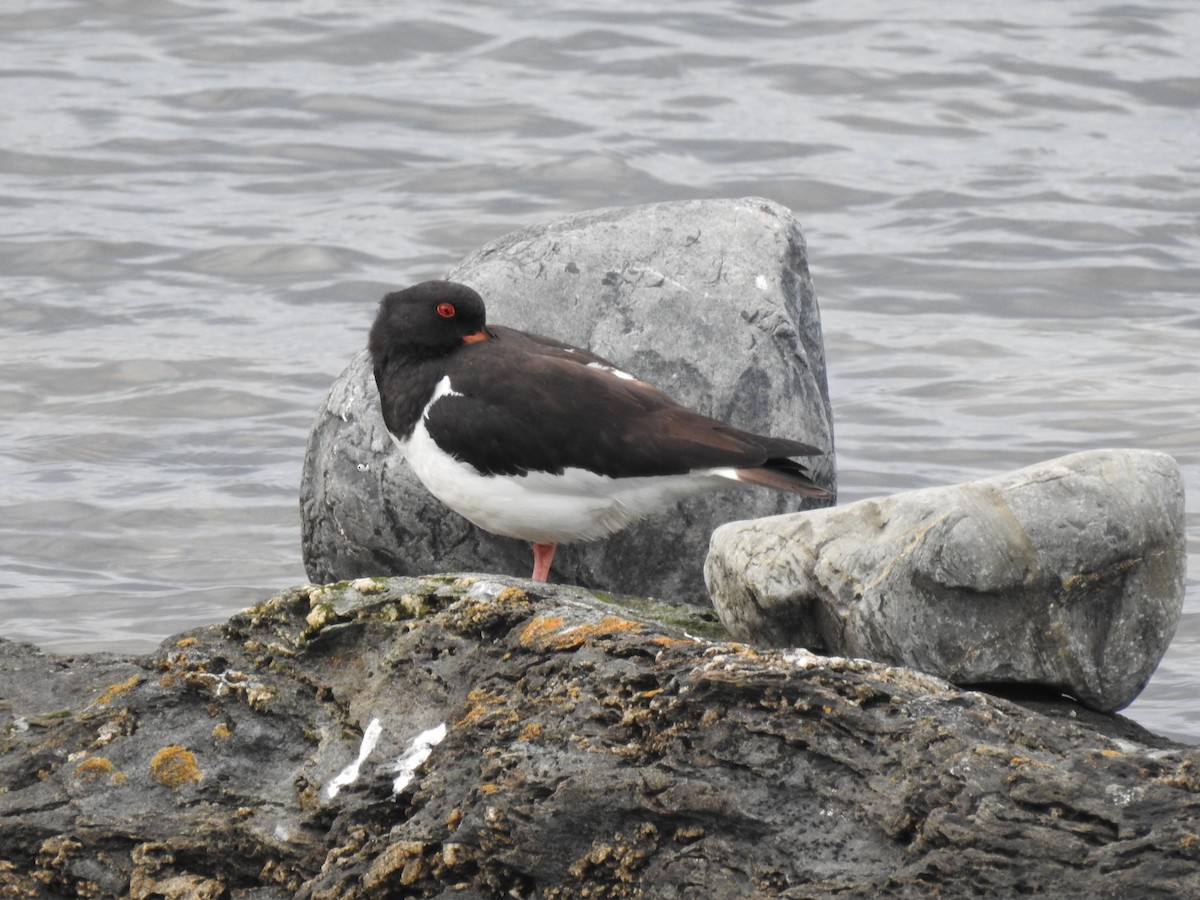 Eurasian Oystercatcher - ML622778526