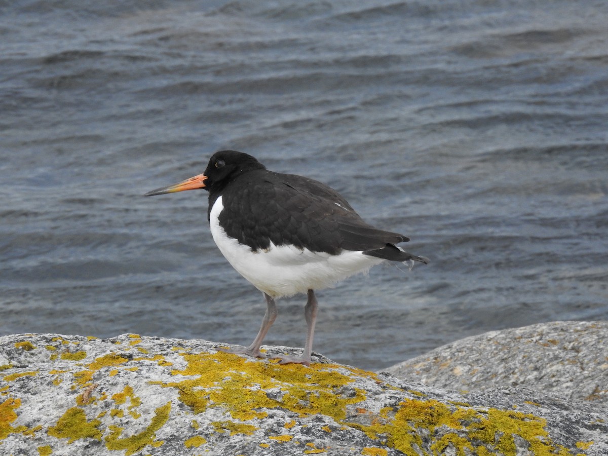 Eurasian Oystercatcher - ML622778527