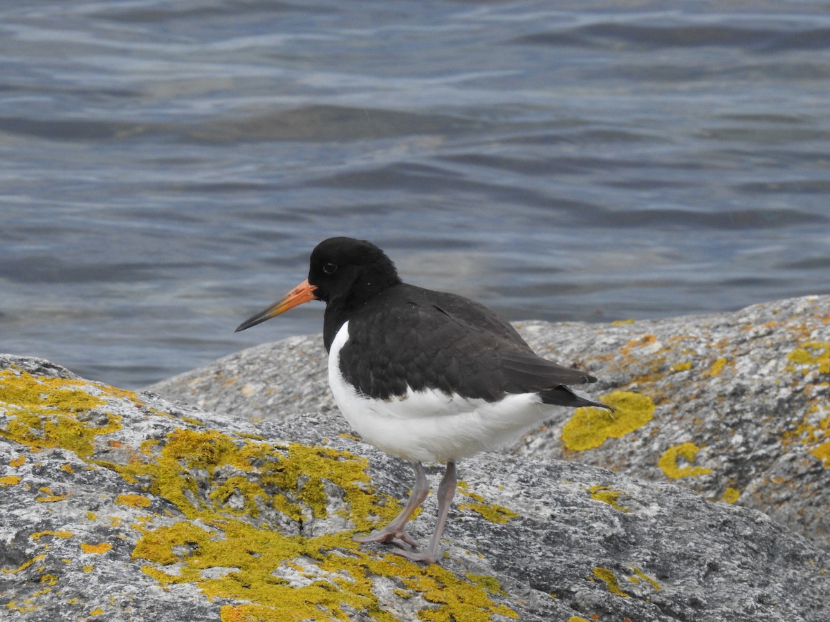 Eurasian Oystercatcher - ML622778528