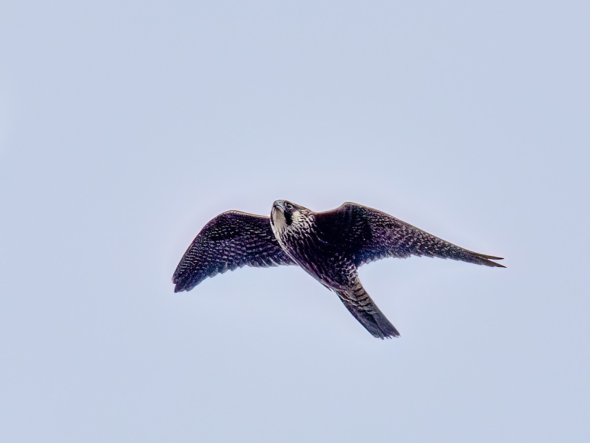 Peregrine Falcon - Anne Belton