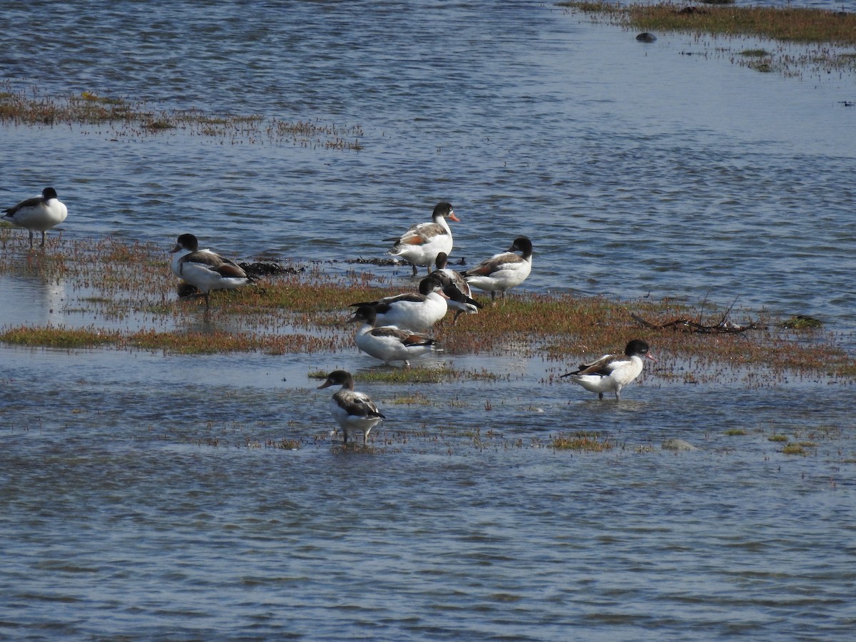 Common Shelduck - ML622778571