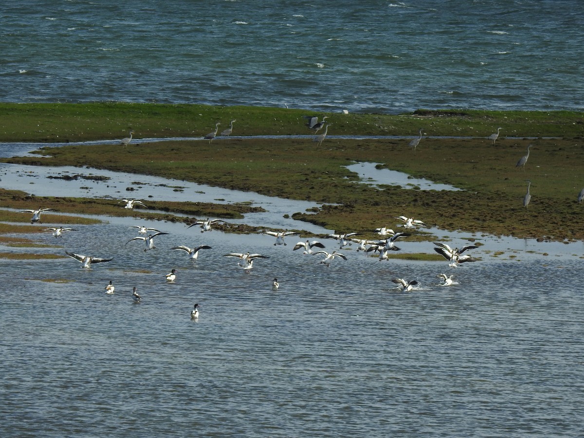 Common Shelduck - ML622778572