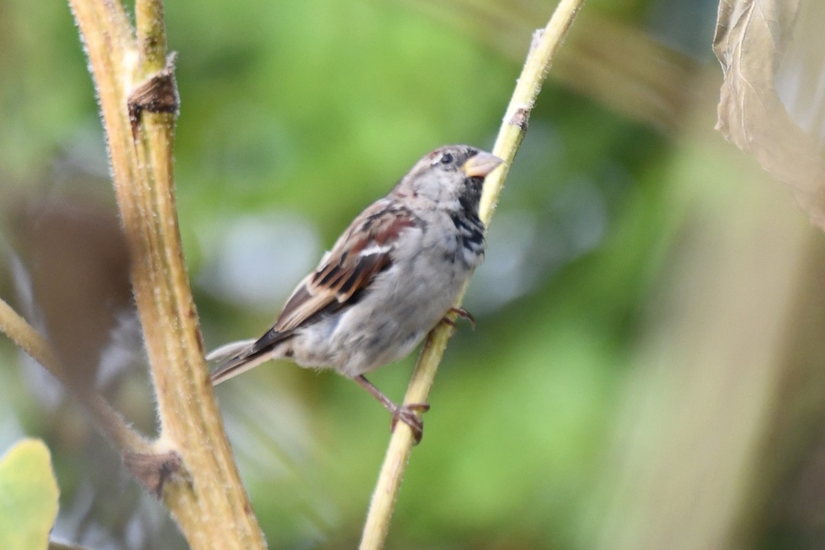 House Sparrow - Carmen Ricer