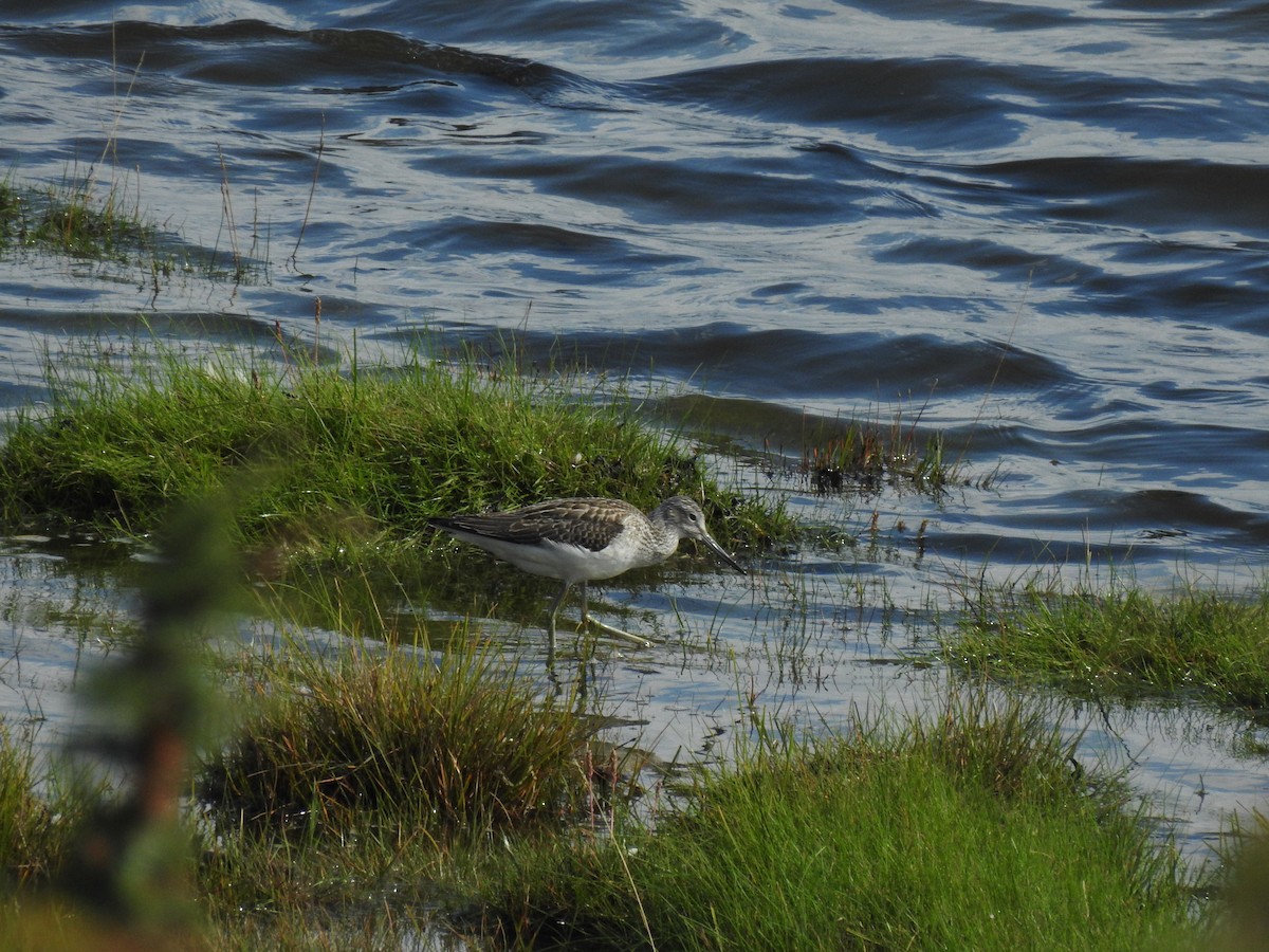 Common Greenshank - ML622778608