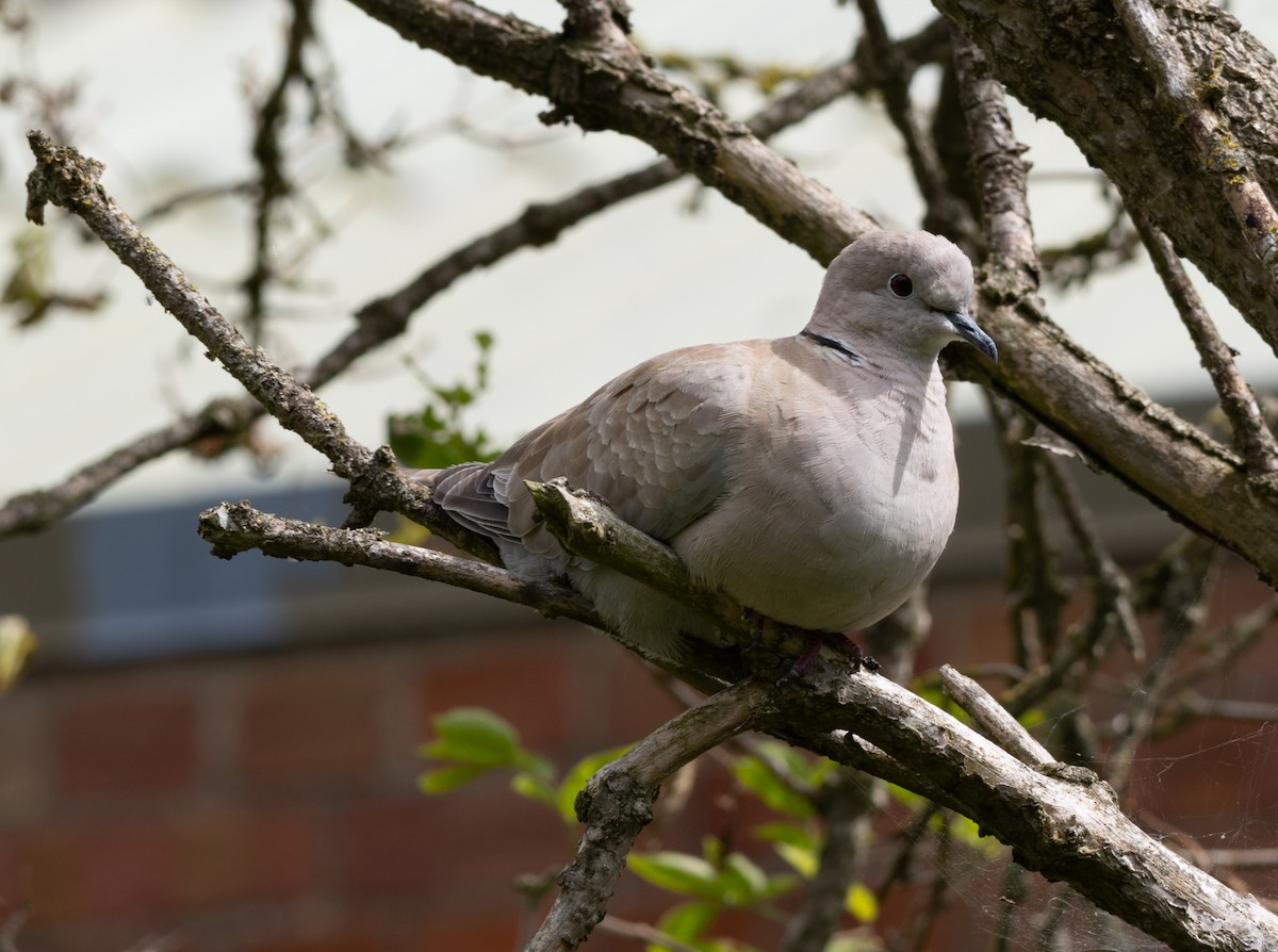 灰斑鳩 - ML622778612