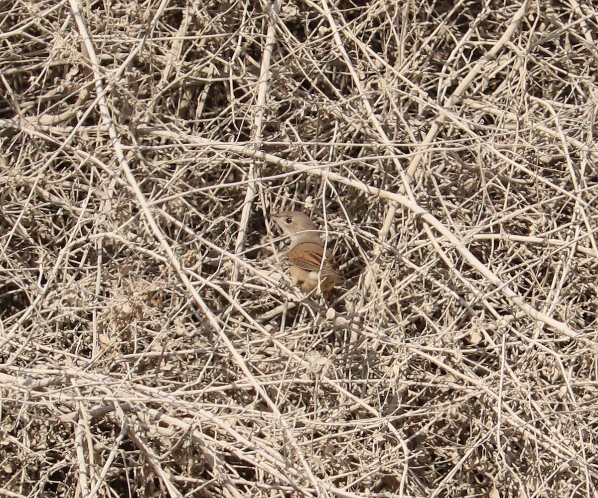 Greater Whitethroat - ML622778640