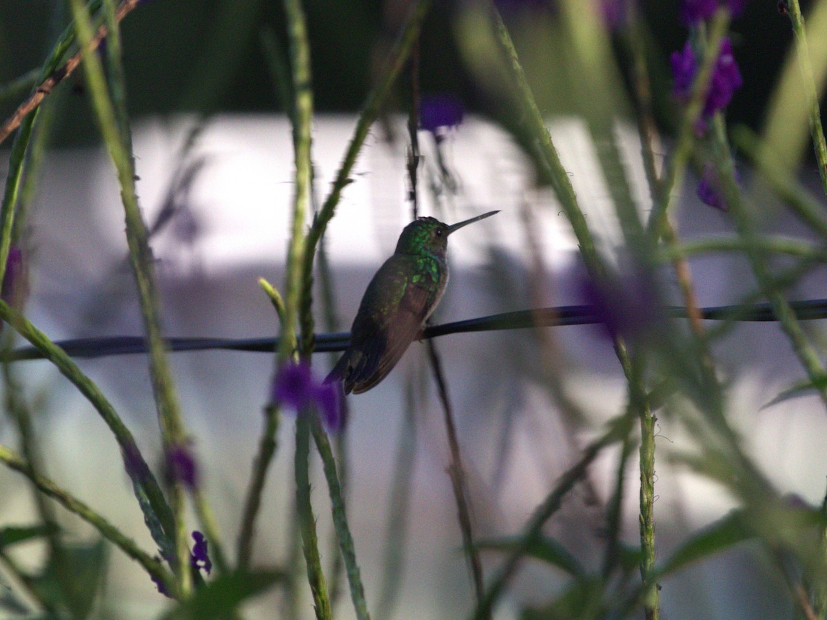 Charming Hummingbird - Menachem Goldstein