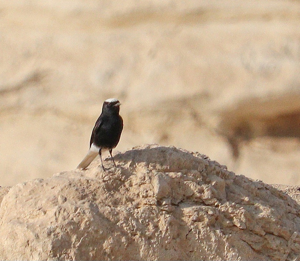 White-crowned Wheatear - ML622778679