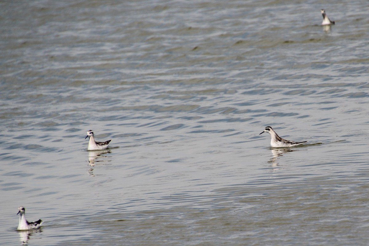 Red-necked Phalarope - Elaine Cassidy