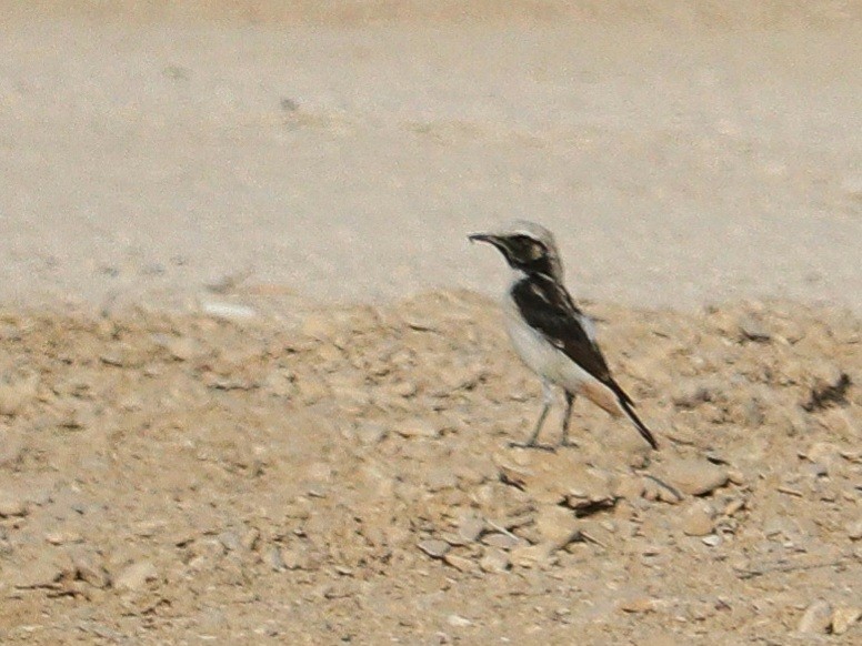 Mourning Wheatear - ML622778688