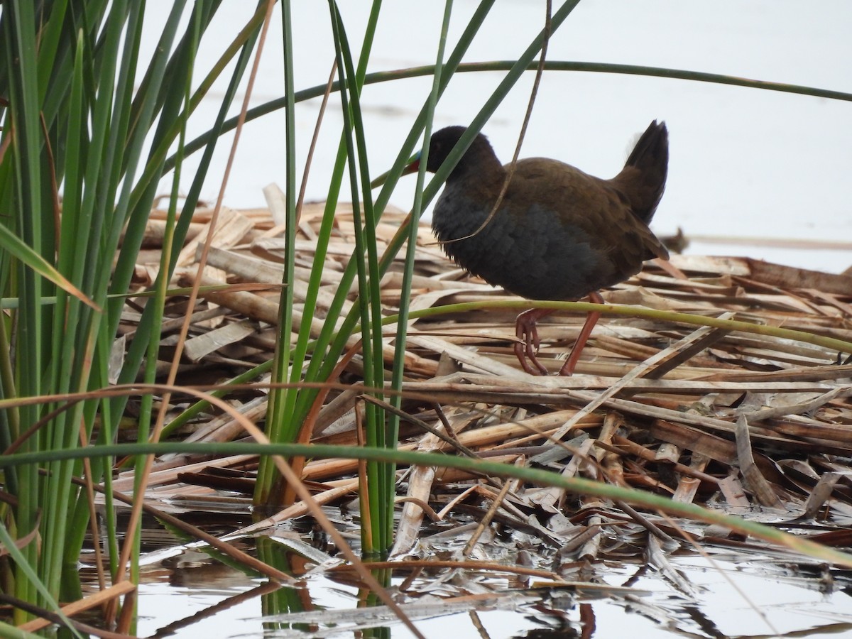 Plumbeous Rail - Bev Agler