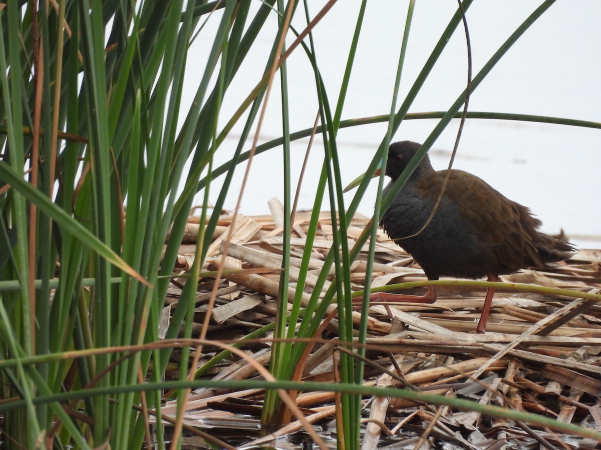 Plumbeous Rail - Bev Agler