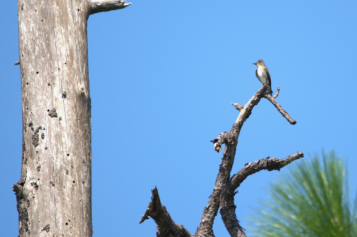 Olive-sided Flycatcher - ML622778710