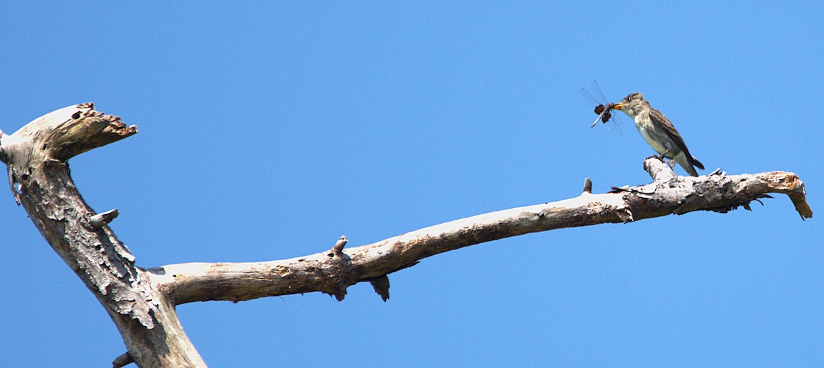 Olive-sided Flycatcher - Aaron Powell