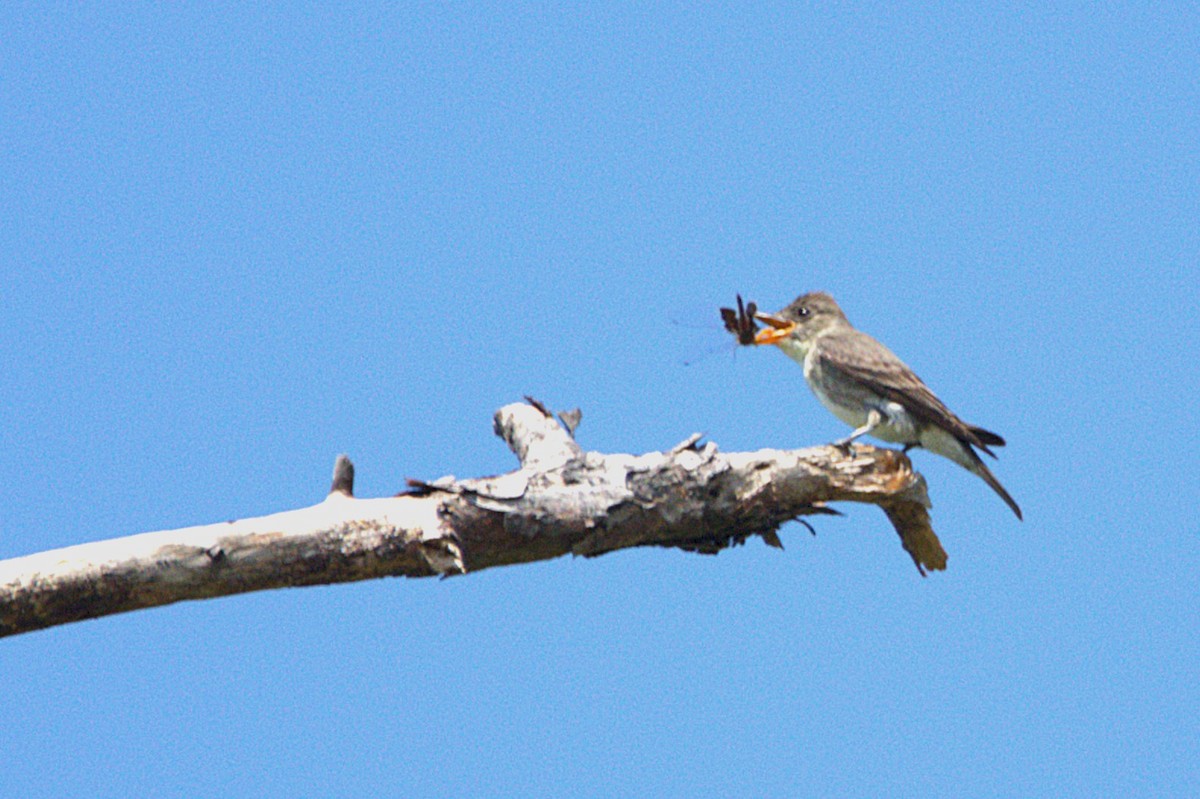 Olive-sided Flycatcher - ML622778728