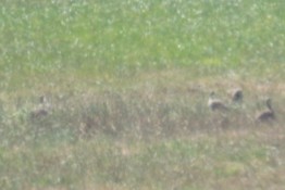 Little Bustard - ML622778757
