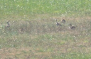 Little Bustard - ML622778772