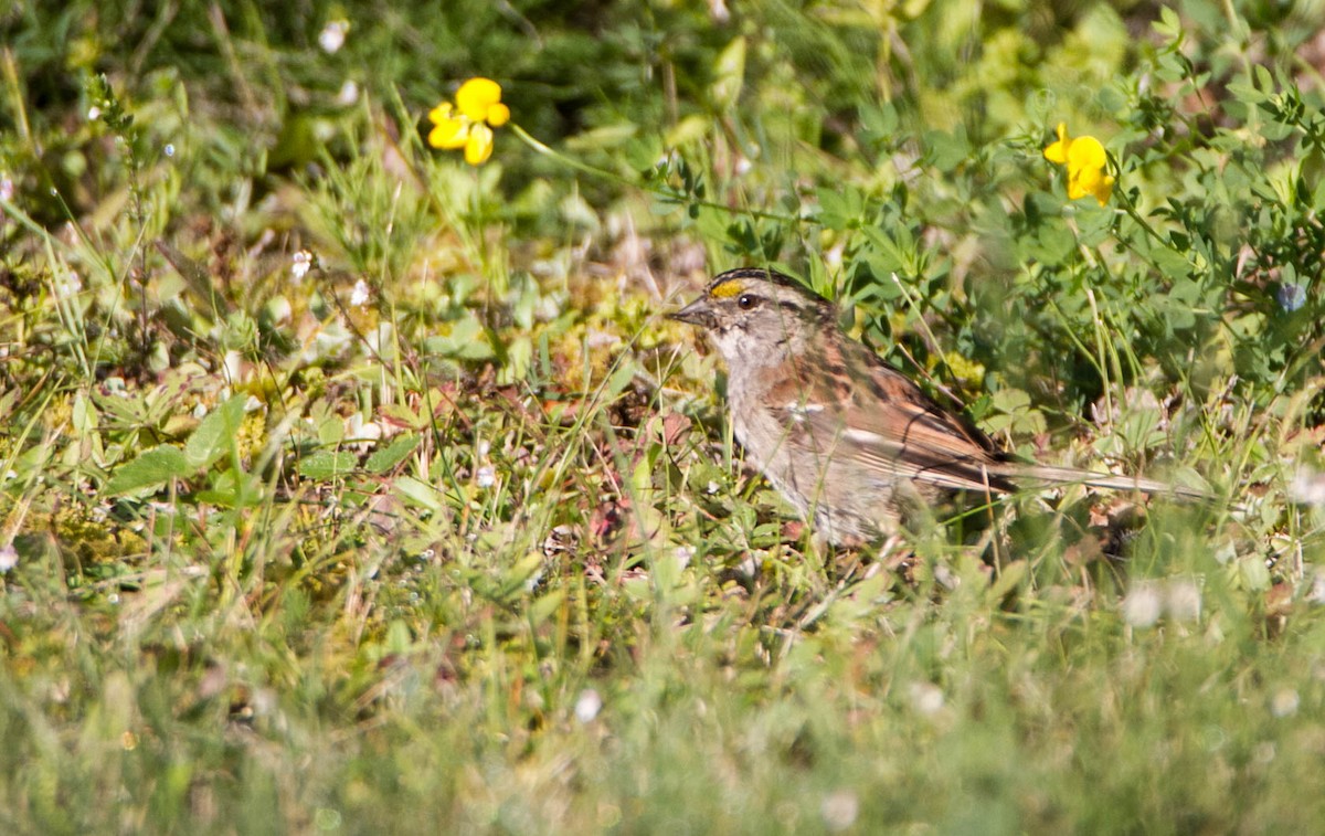 White-throated Sparrow - Susan Fagan