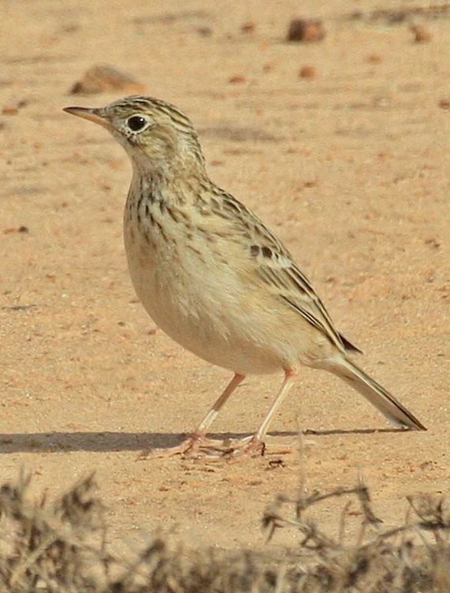 Sprague's Pipit - ML622778779