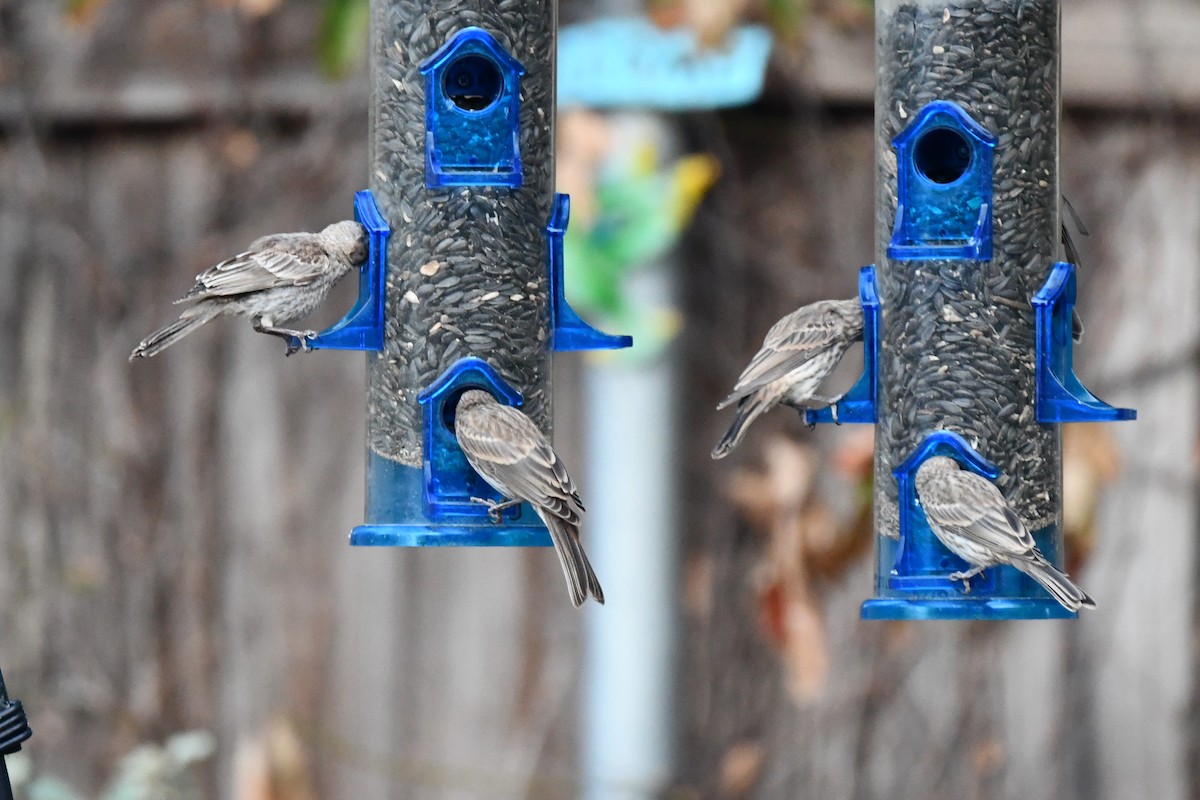 House Finch - Carmen Ricer