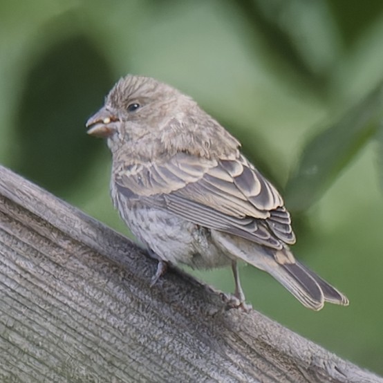 House Finch - Ralph Miner