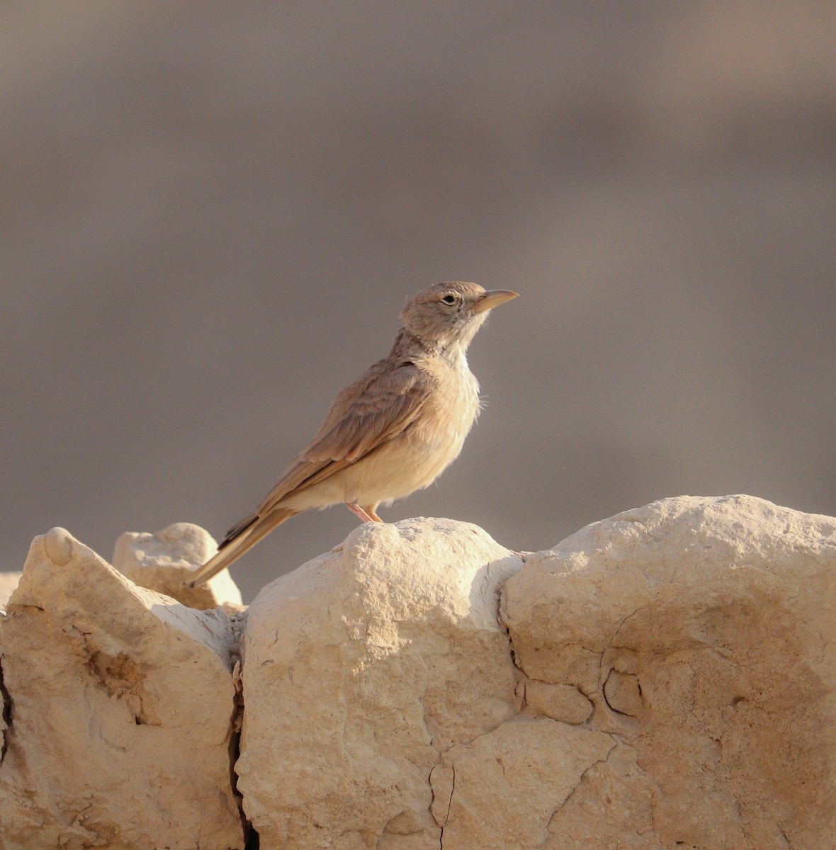 Desert Lark - ML622778807