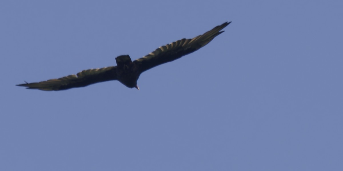 Turkey Vulture - ML622778812