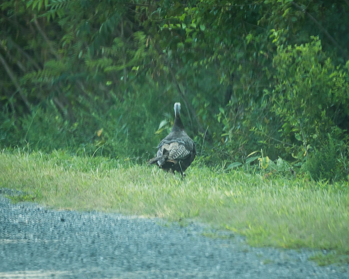 Wild Turkey - Tim Frye