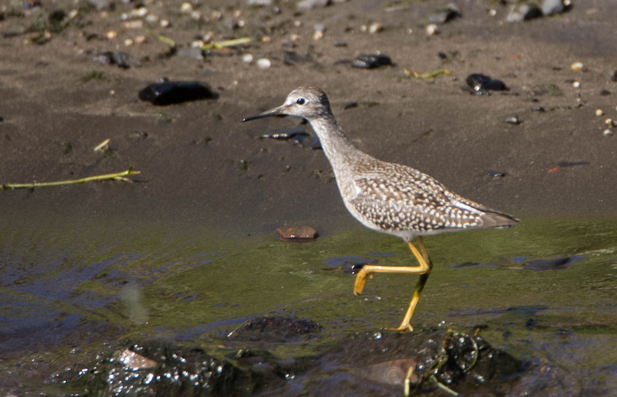 Lesser Yellowlegs - ML622778945