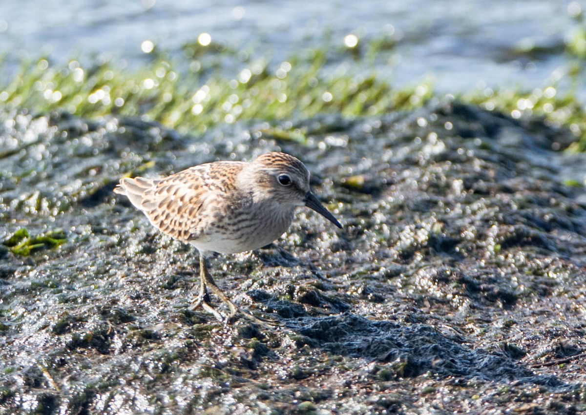 Least Sandpiper - ML622778949