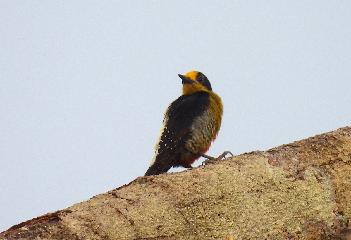 Golden-naped Woodpecker - ML622779012