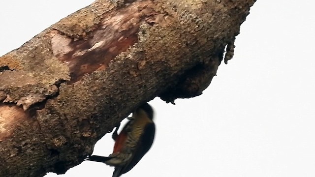 Golden-naped Woodpecker - ML622779018