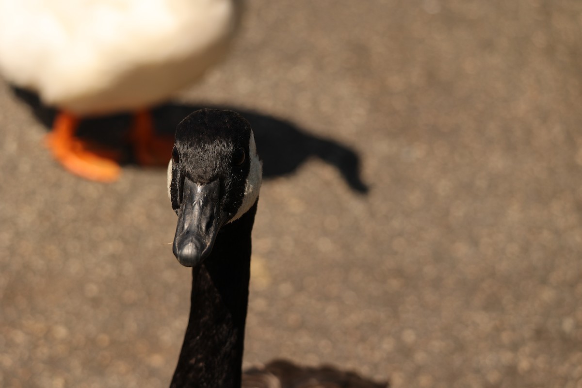 Cackling Goose - ML622779026