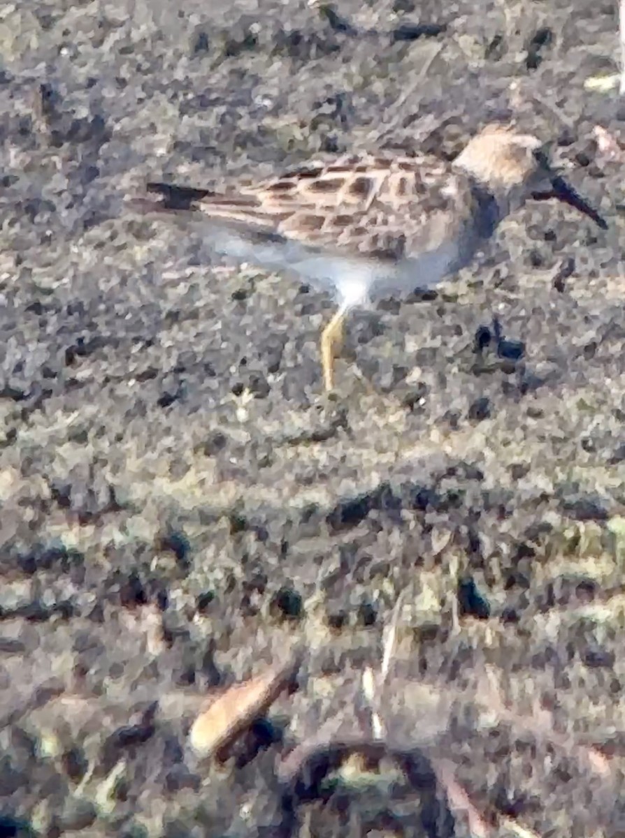 Pectoral Sandpiper - ML622779062